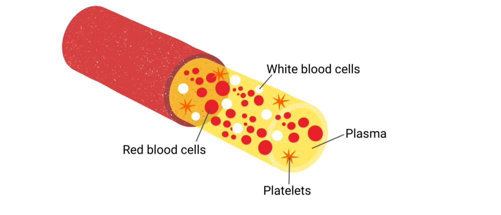 Diagram showing the make up of blood including cells, plasma and platelets