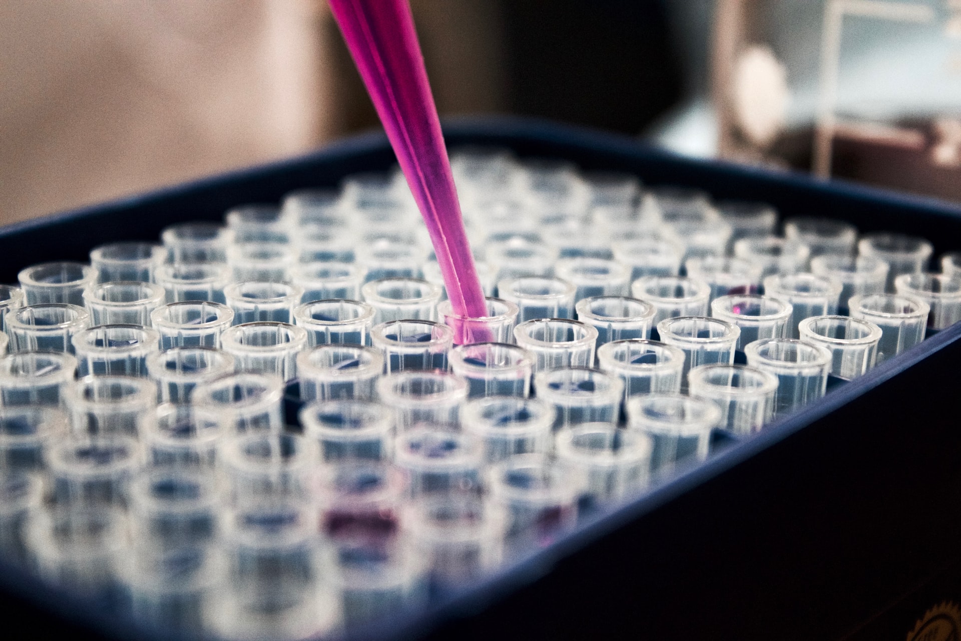 Close up of a pipette with purple liquid and multiple tubes