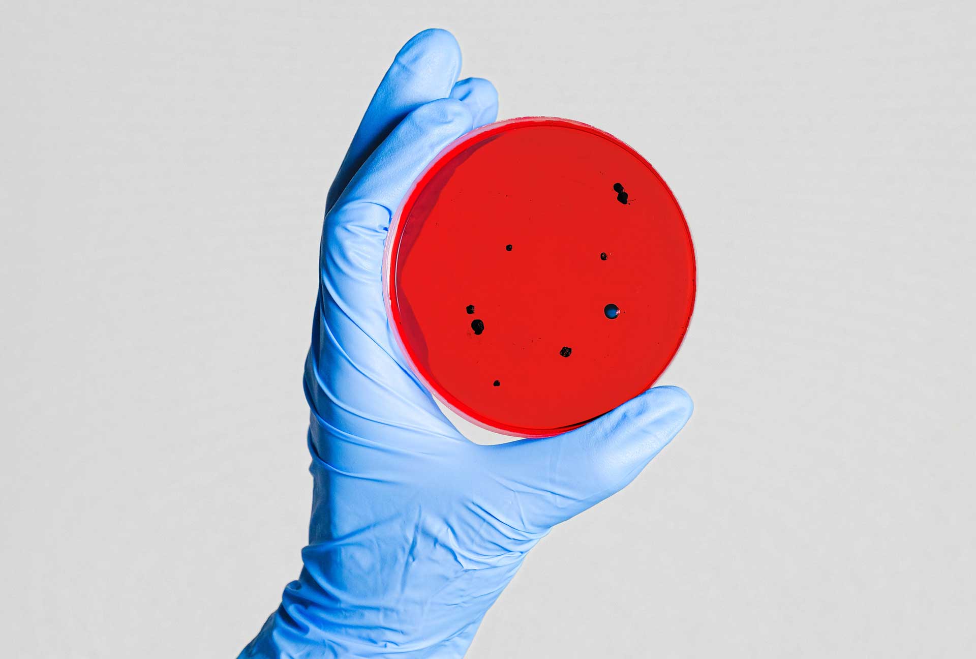 Blue gloved hand holding red petri dish