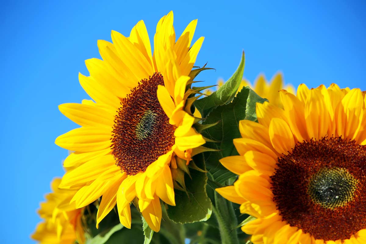 Sunflowers close up