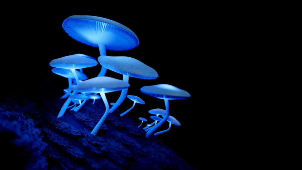 Glowing blue mushrooms growing on tree bark in the dark