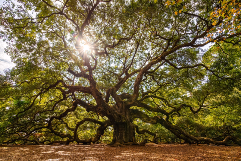 The Angel Oak Tree is rumored to be anywhere from 400 to over 1500 years old. Visited by many tourists each year, it stands as one of the oldest trees in the world